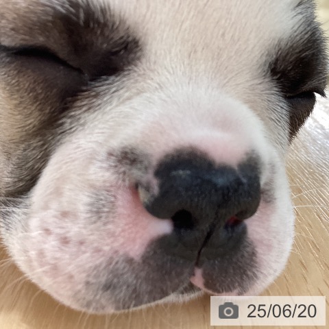 フレンチ・ブルドッグの写真