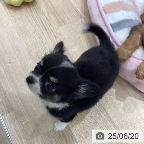 チワワの写真