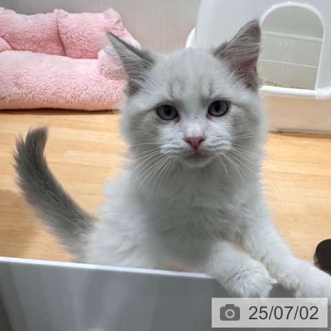 ラグドールの写真