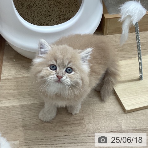 サイベリアンの写真