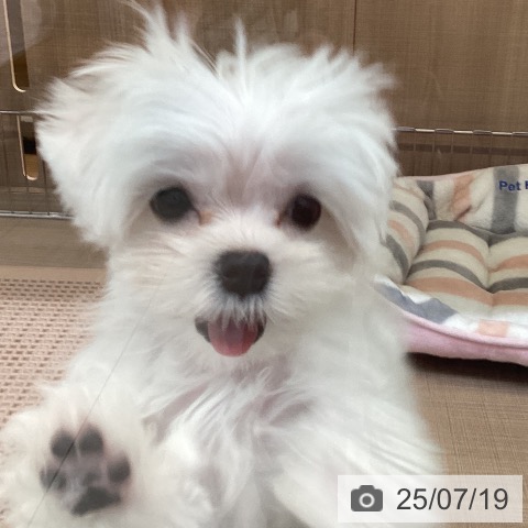 マルチーズの写真
