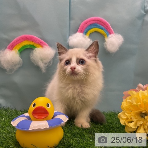 ラグドールの写真
