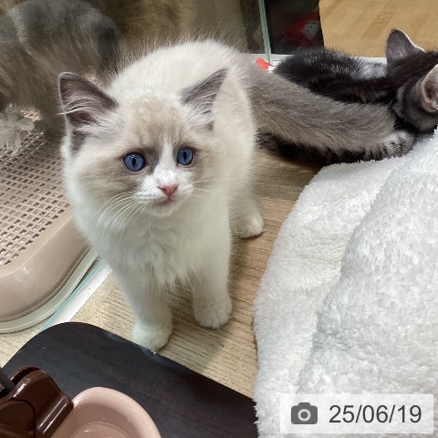 ラグドールの写真