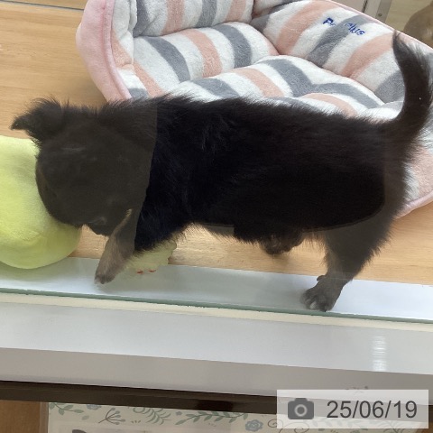 チワワの写真