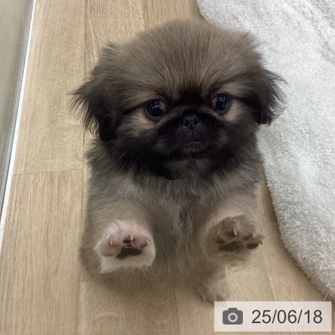 ペキニーズの写真
