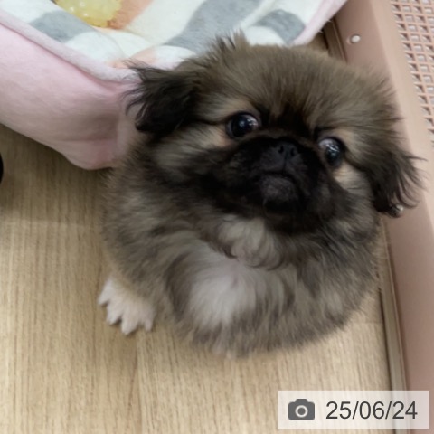 ペキニーズの写真