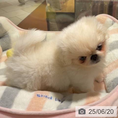 ペキニーズの写真
