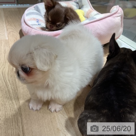 ペキニーズの写真