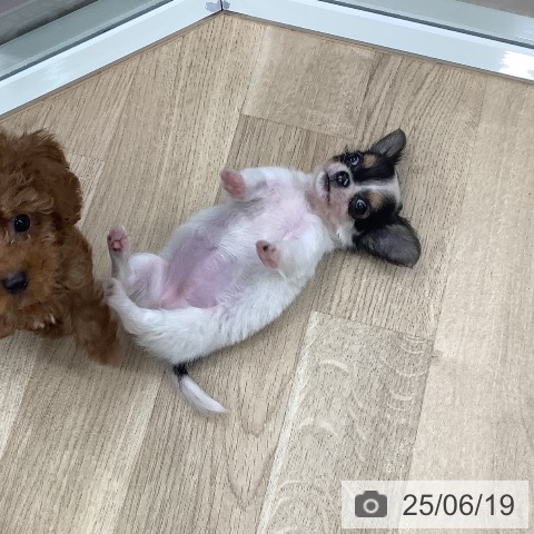 チワワの写真