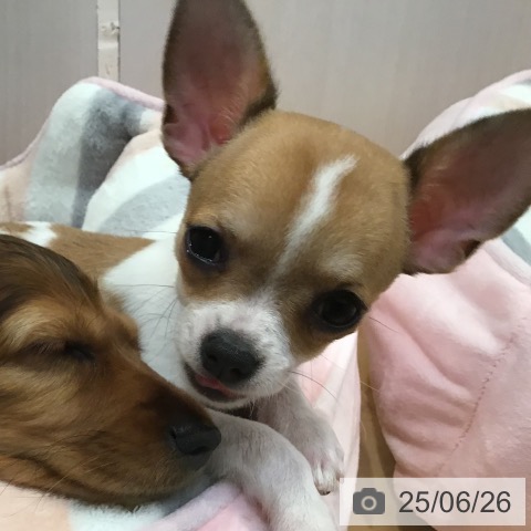 チワワの写真