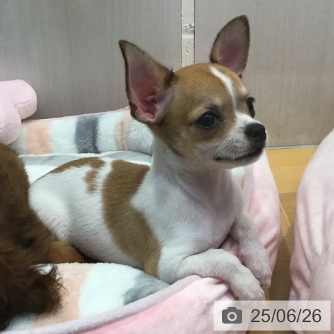 チワワの写真