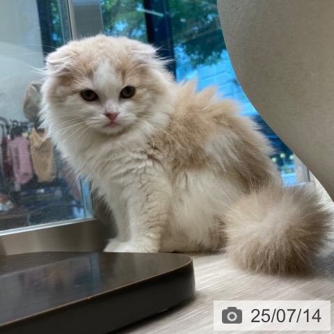 スコティッシュフォールドの写真