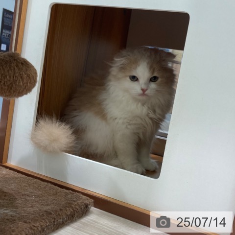 スコティッシュフォールドの写真