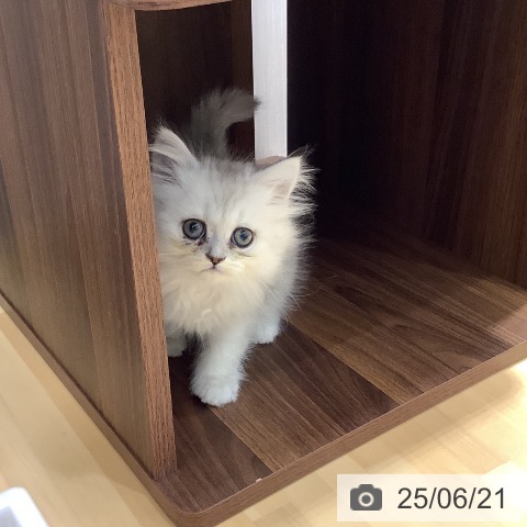 ペルシャの写真