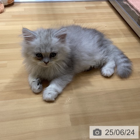 ペルシャの写真