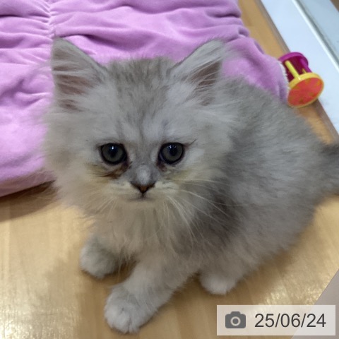 ペルシャの写真