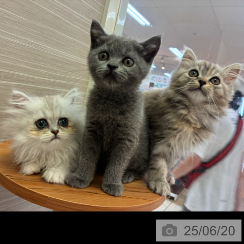 ペルシャの写真