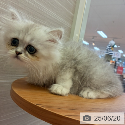 ペルシャの写真