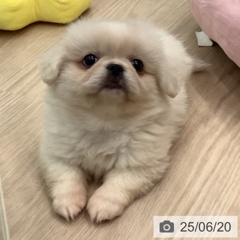 ペキニーズの写真
