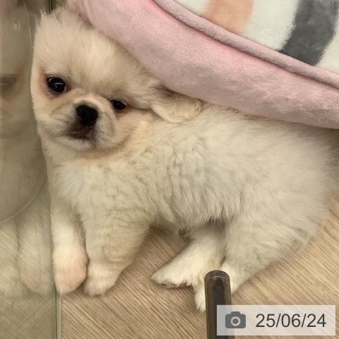 ペキニーズの写真