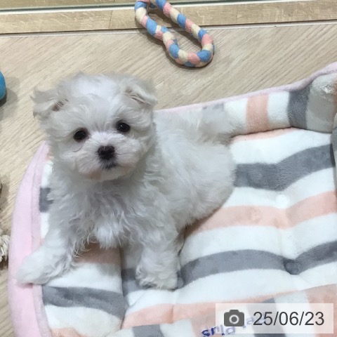 マルチーズの写真