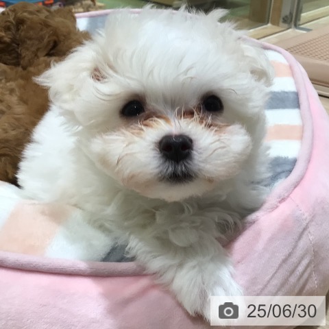 マルチーズの写真