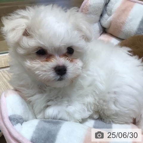 マルチーズの写真