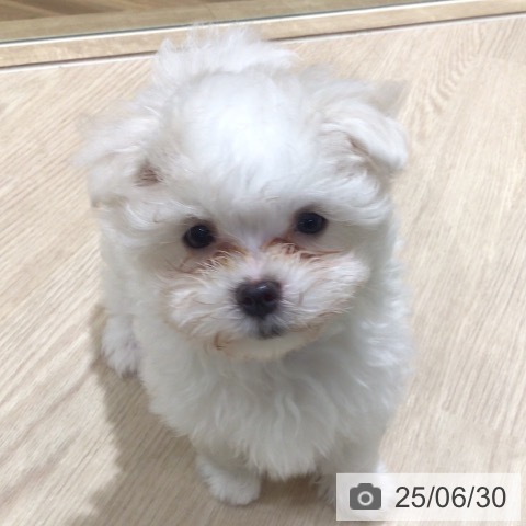 マルチーズの写真