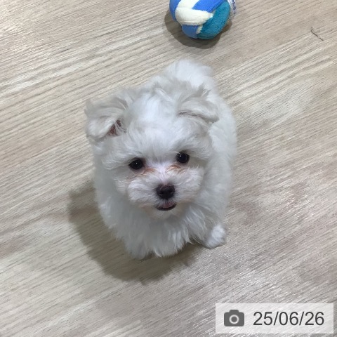 マルチーズの写真