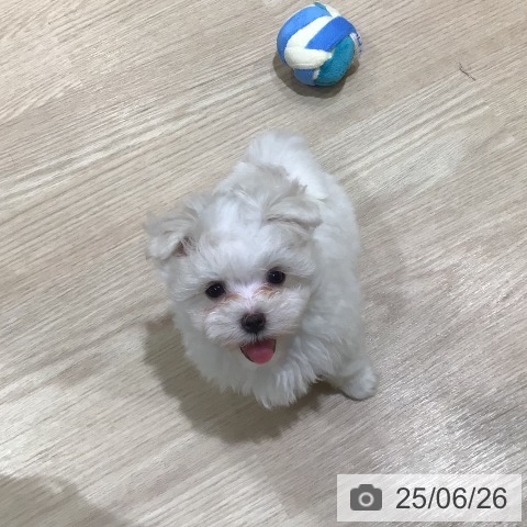 マルチーズの写真