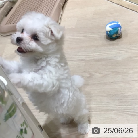 マルチーズの写真