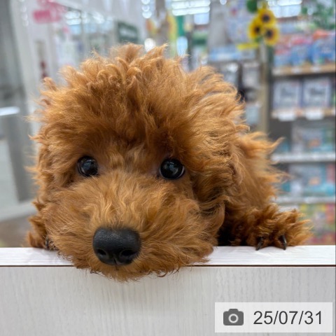トイ・プードルの写真