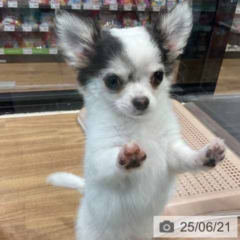 チワワの写真