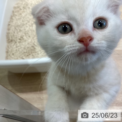 スコティッシュフォールドの写真