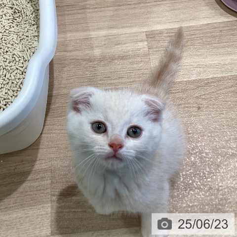 スコティッシュフォールドの写真