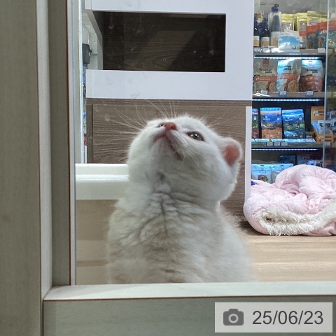 スコティッシュフォールドの写真