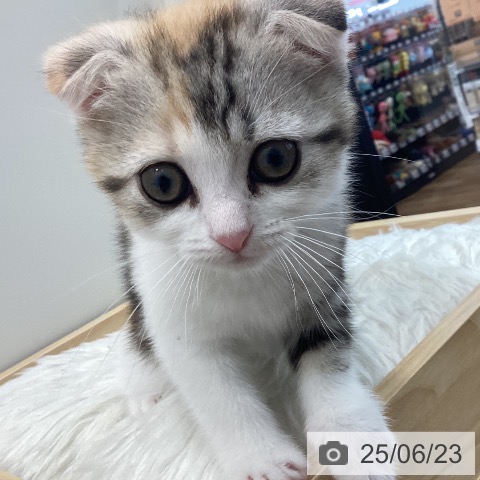 スコティッシュフォールドの写真