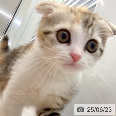 スコティッシュフォールドの写真