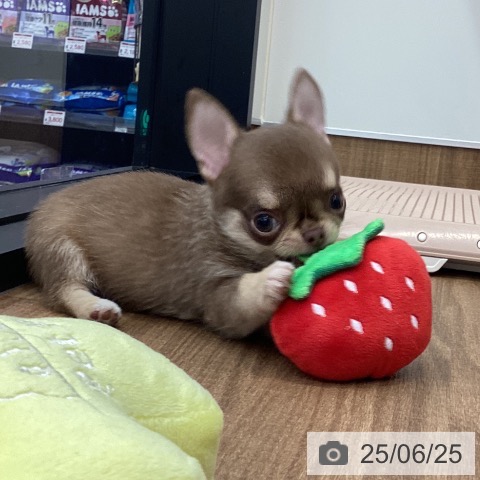 チワワの写真