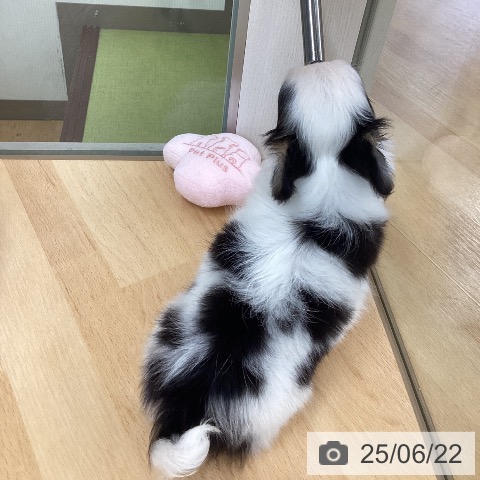 チワワの写真