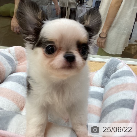 チワワの写真