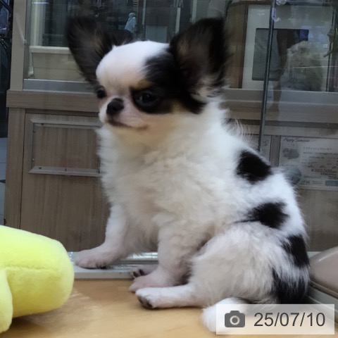 チワワの写真