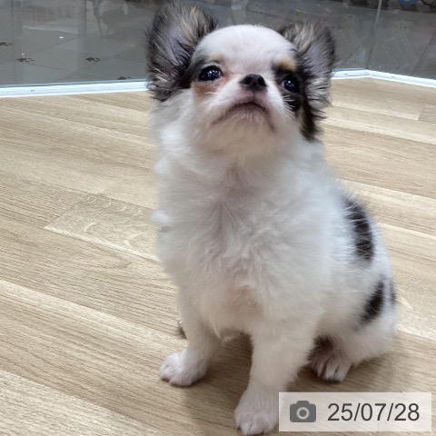 チワワの写真