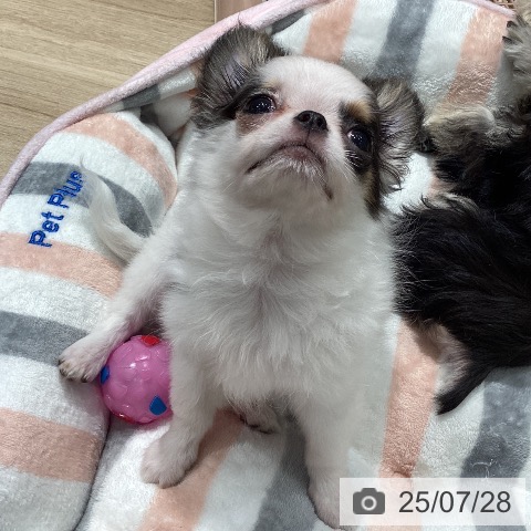 チワワの写真