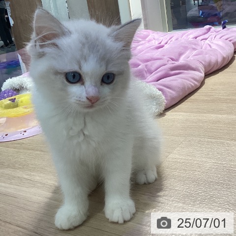 ラグドールの写真