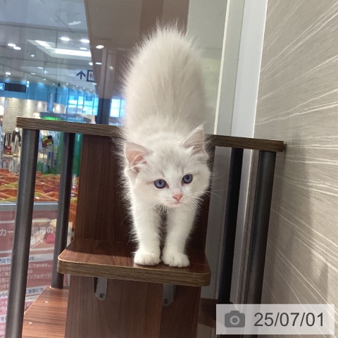 ラグドールの写真