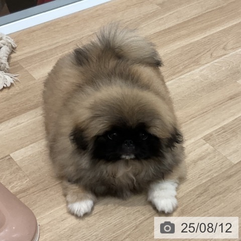 ペキニーズの写真
