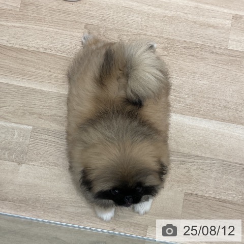 ペキニーズの写真