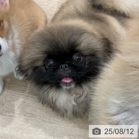 ペキニーズの写真