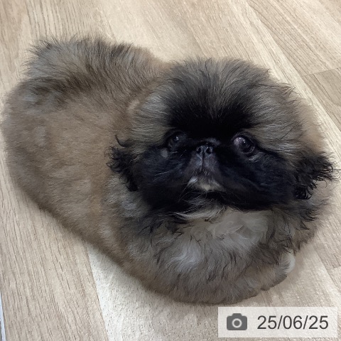 ペキニーズの写真